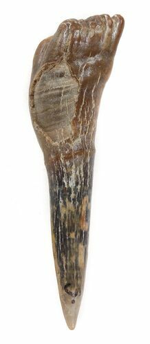 Cretaceous Sawfish (Ischyrhiza) Barb - Texas #42300